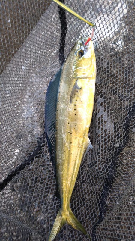 ダイソージグで青物