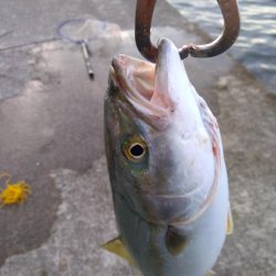 沖堤防 ハマチとツバス 爆