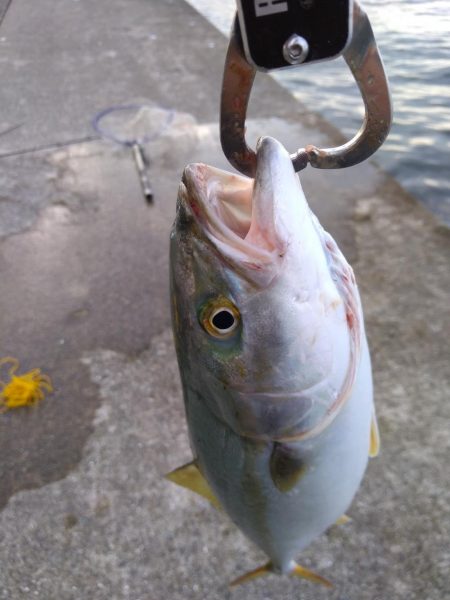 沖堤防 ハマチとツバス 爆