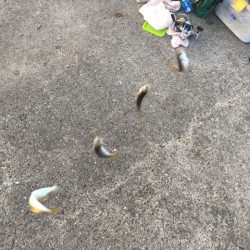 明石のケンサキイカ、今年はアカンっぽい(^^;