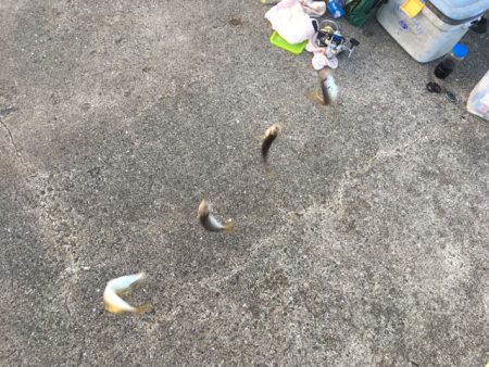 明石のケンサキイカ、今年はアカンっぽい(^^;