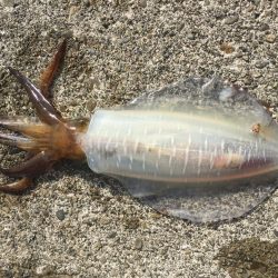 ゴミは持ち帰りましょう