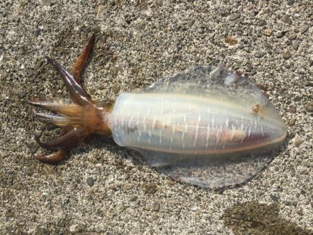 ゴミは持ち帰りましょう