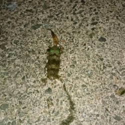 アオリ新子とボロボロの魚