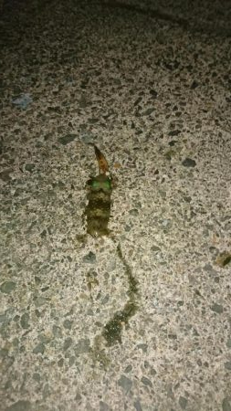 アオリ新子とボロボロの魚