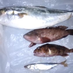 昼から雨予報なので午前中の釣り