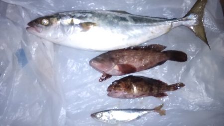 昼から雨予報なので午前中の釣り