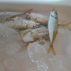 浜名湖　アジングゲーム