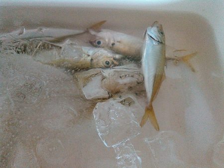 浜名湖　アジングゲーム