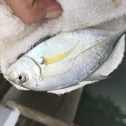 楽しいメッキ ！