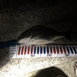 今週も釣れたー‼︎