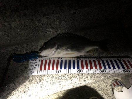 今週も釣れたー‼︎