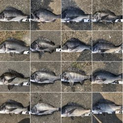 イチノ兄弟、釣果！！