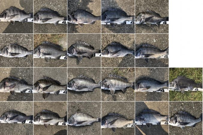 イチノ兄弟、釣果！！