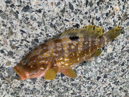 泳がせでアコウが…(^^)