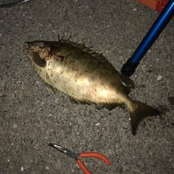 初夜釣りでいろいろ釣れた！