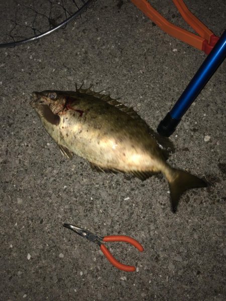 初夜釣りでいろいろ釣れた！