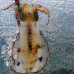 やっと楽しみな秋始まりです❗