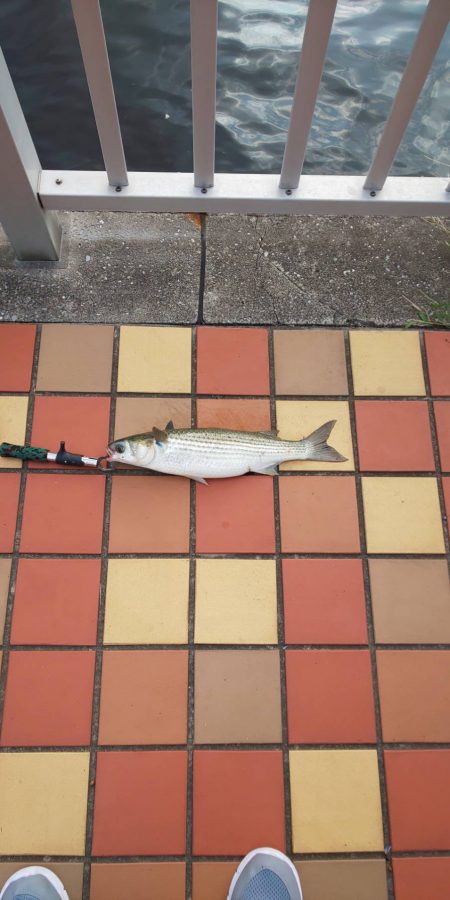 数釣り堪能　~辰巳橋付近~