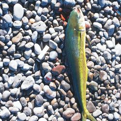 ワンピッチ？ジャカジャカ？