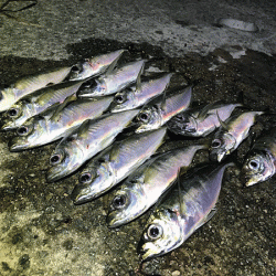 瀬戸内の島アジング（2019-13)