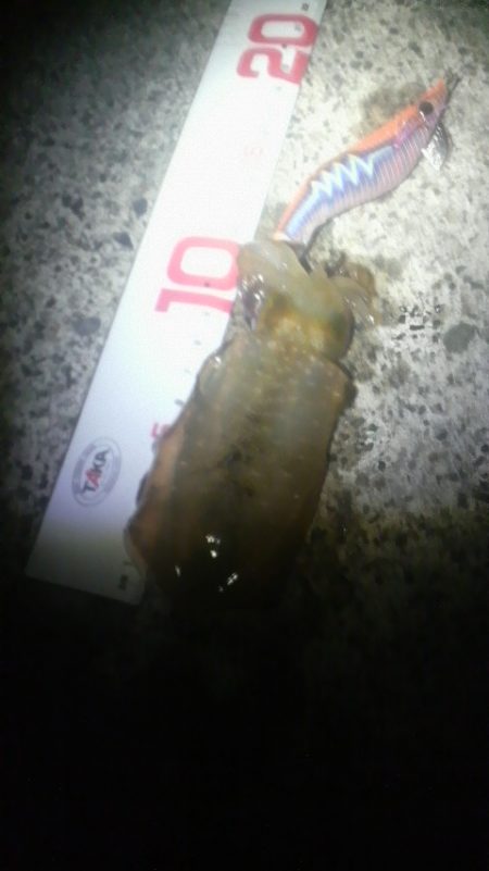 秋イカ初陣の巻