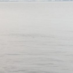 有明ターポン！