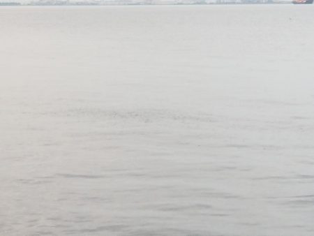 有明ターポン！