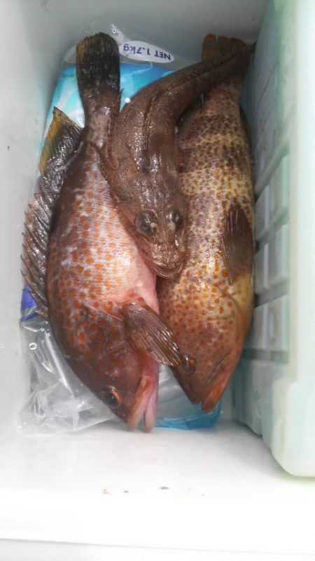 エギングデビュー