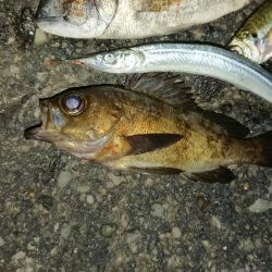 ド根性メバルがこんばんわ