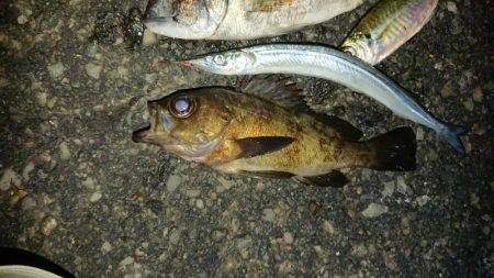 ド根性メバルがこんばんわ