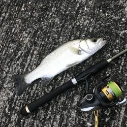 チヌポッパー最高!