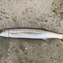 爆釣シオ！ ツバス！ カマス！