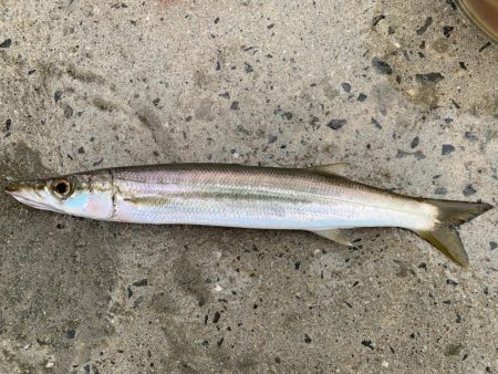 爆釣シオ！ ツバス！ カマス！