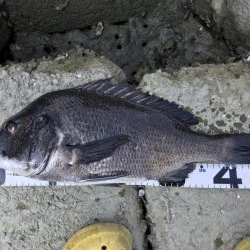 イチノ兄弟、釣果！