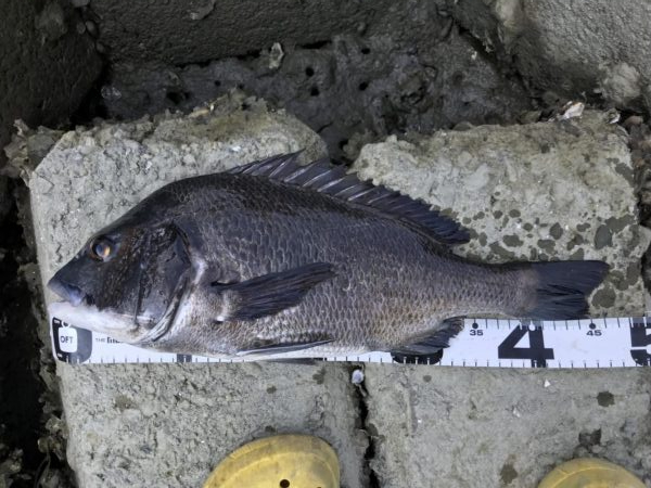 イチノ兄弟、釣果！