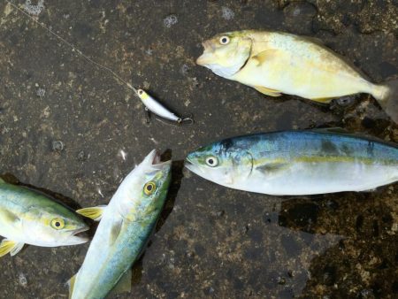 SLSライトタックルで小型回遊魚。本格化！…