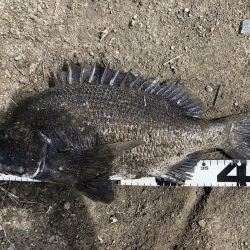 イチノ兄弟、釣果！