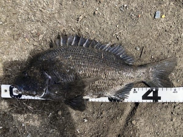 イチノ兄弟、釣果！