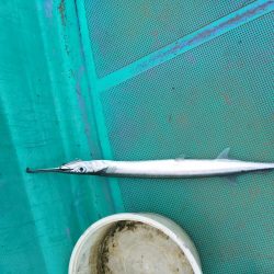 徳島県南レンタルボートでシオ