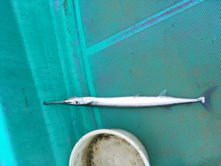 徳島県南レンタルボートでシオ