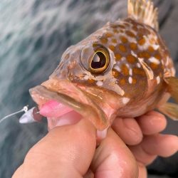 手軽にアコウ連発！