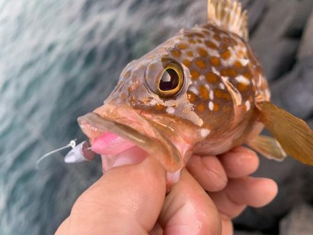 手軽にアコウ連発！