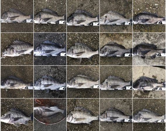 イチノ兄弟、釣果!