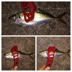 アジンガー1900〜1931 2105〜2141