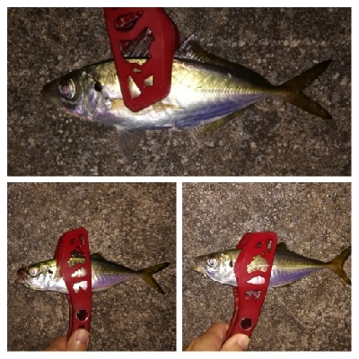 アジンガー1900〜1931 2105〜2141