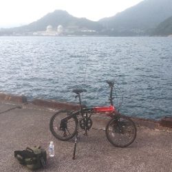 アコウ狙い　尺サイズゲット