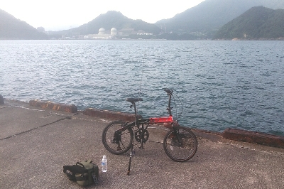 アコウ狙い　尺サイズゲット