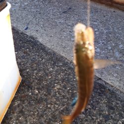 おかっぱりからのディアジング