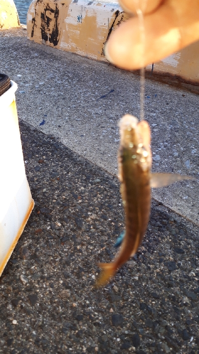 おかっぱりからのディアジング